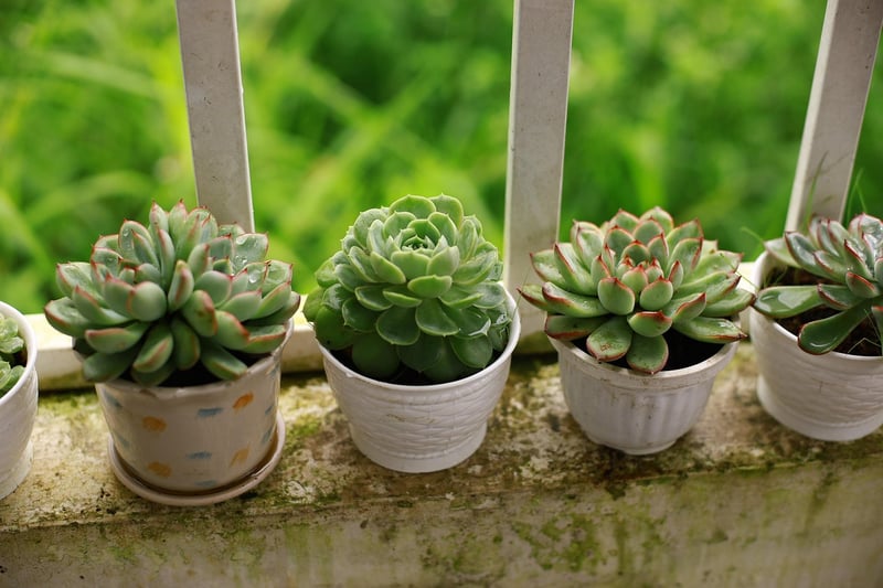 Balcony plant ideas
