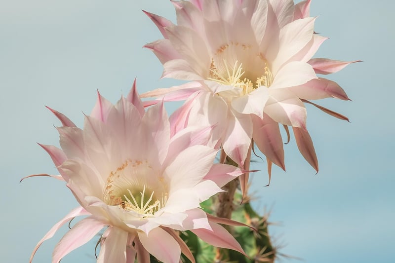 Cactus Display