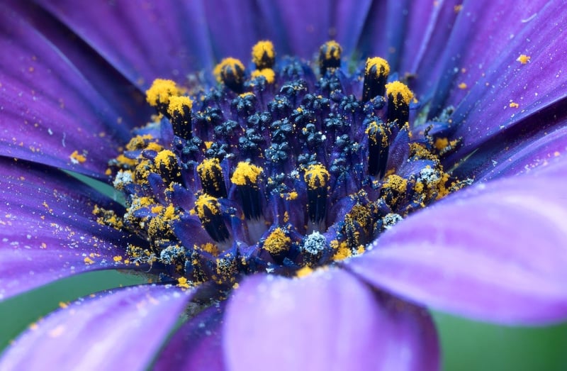 Flower in sunlight